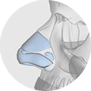 Nose anatomy for 345 plastic surgery where natural. Nasal bone structure shown in detail.