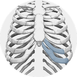 Rib cage anatomy for 345 plastic surgery where natural results.