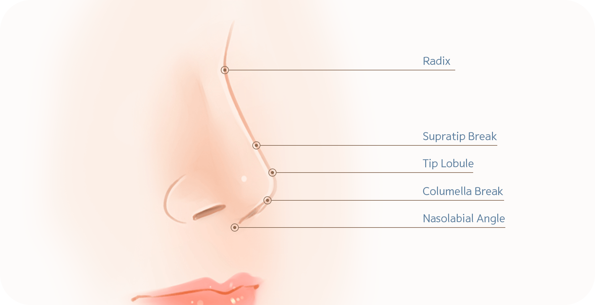 Nose anatomy diagram for 345 plastic surgery where natural results are desired