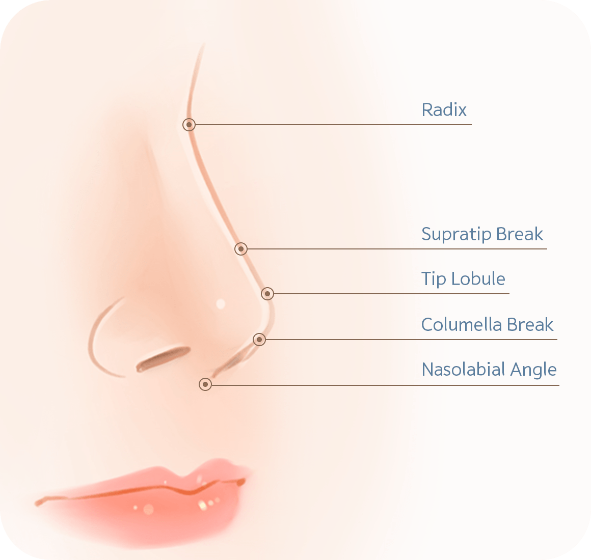 Nose diagram showing radix supratip break tip lobule columella break and nasolabial angle for 345 plastic surgery where natural