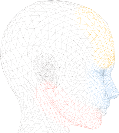 3D wireframe model of a human head