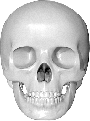 Human skull anatomy for 345 Plastic Surgery where natural results